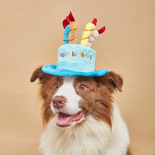 A brown and white dog wearing a light blue birthday hat decorated with colorful pom-pom ears.