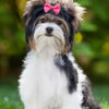 A fluffy dog with brown and white fur wears a pink bow in a grassy outdoor setting.