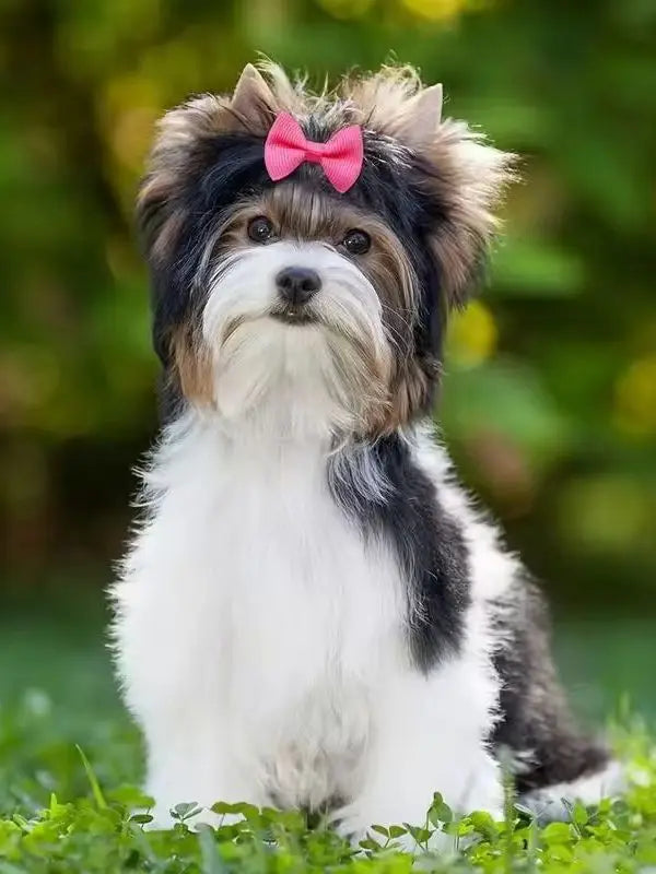 A fluffy dog with brown and white fur wears a pink bow in a grassy outdoor setting.
