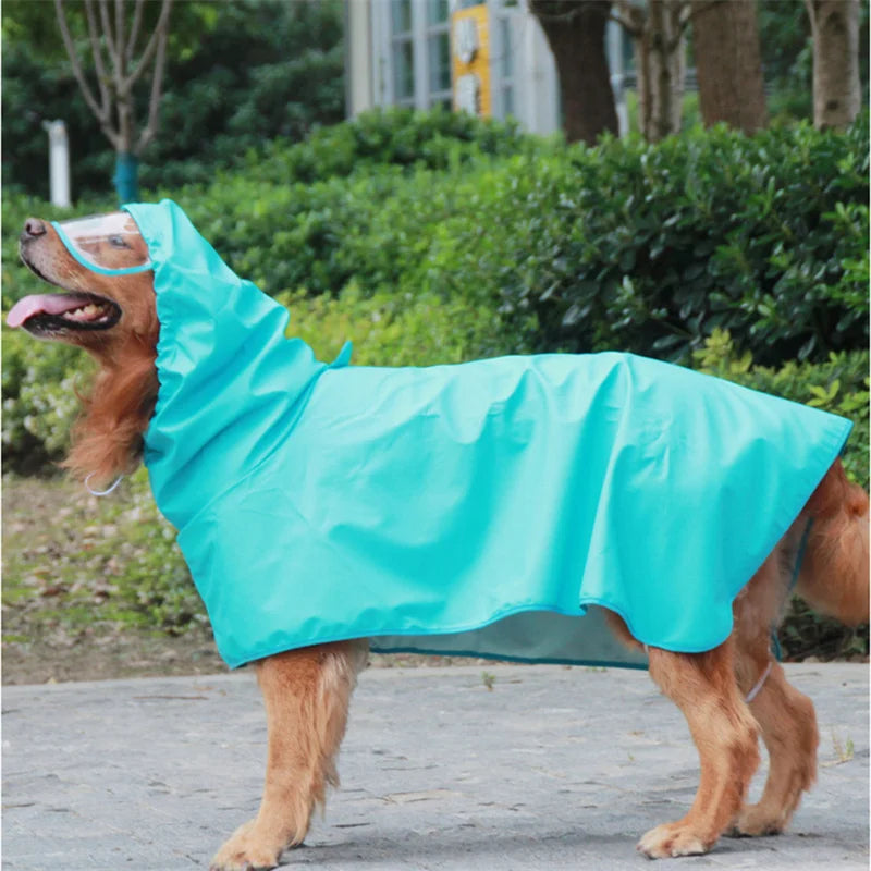 A dog wearing a bright turquoise waterproof raincoat outdoors.
