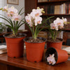 A set of ten terracotta-colored plastic nursery pots containing flowering orchid seedlings.
