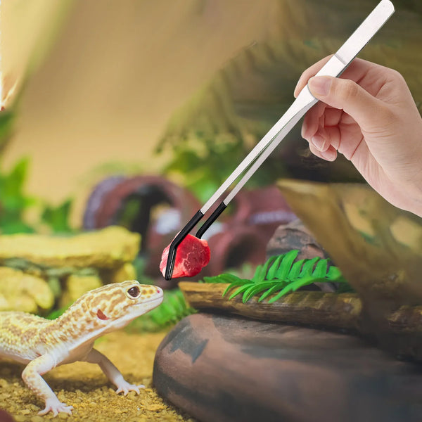 A hand uses stainless steel reptile feeding tongs with rubber tips to feed a lizard.