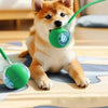 A fluffy orange dog is playing with a green interactive rolling cat toy ball on a wooden surface.