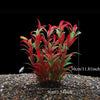 Un touffe de plantes aquatiques artificielles rouges vives plantées dans du gravier sombre.