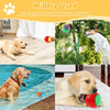 A golden retriever plays with a red squeaky chew ball in water, while another dog rests near a green ball.