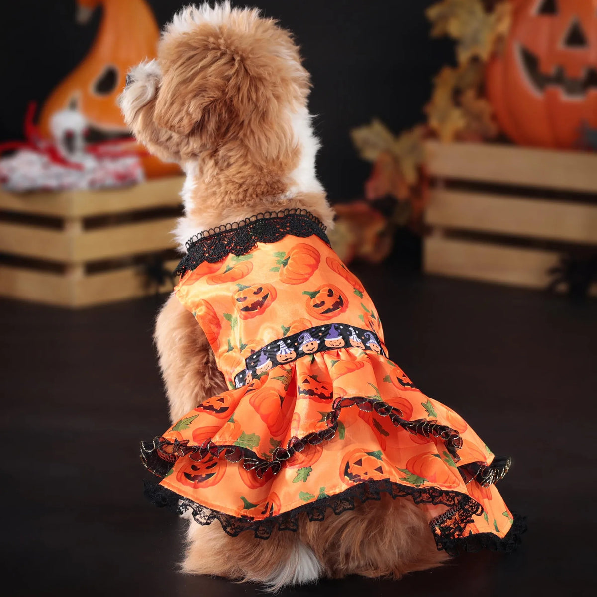 A small dog wearing an orange pumpkin lace dress with black trim, posed against a dark background.