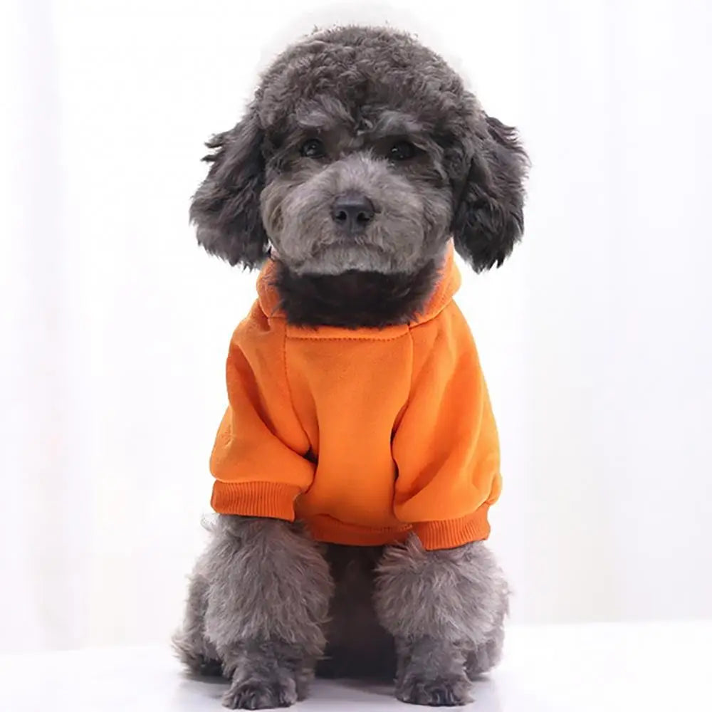 A small, fluffy grey dog wearing an orange hooded sweatshirt.