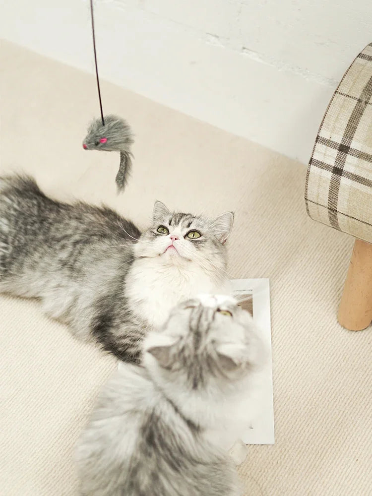A fluffy gray and white kitten is playing with a funny hanging cat toy featuring a retractable stick.