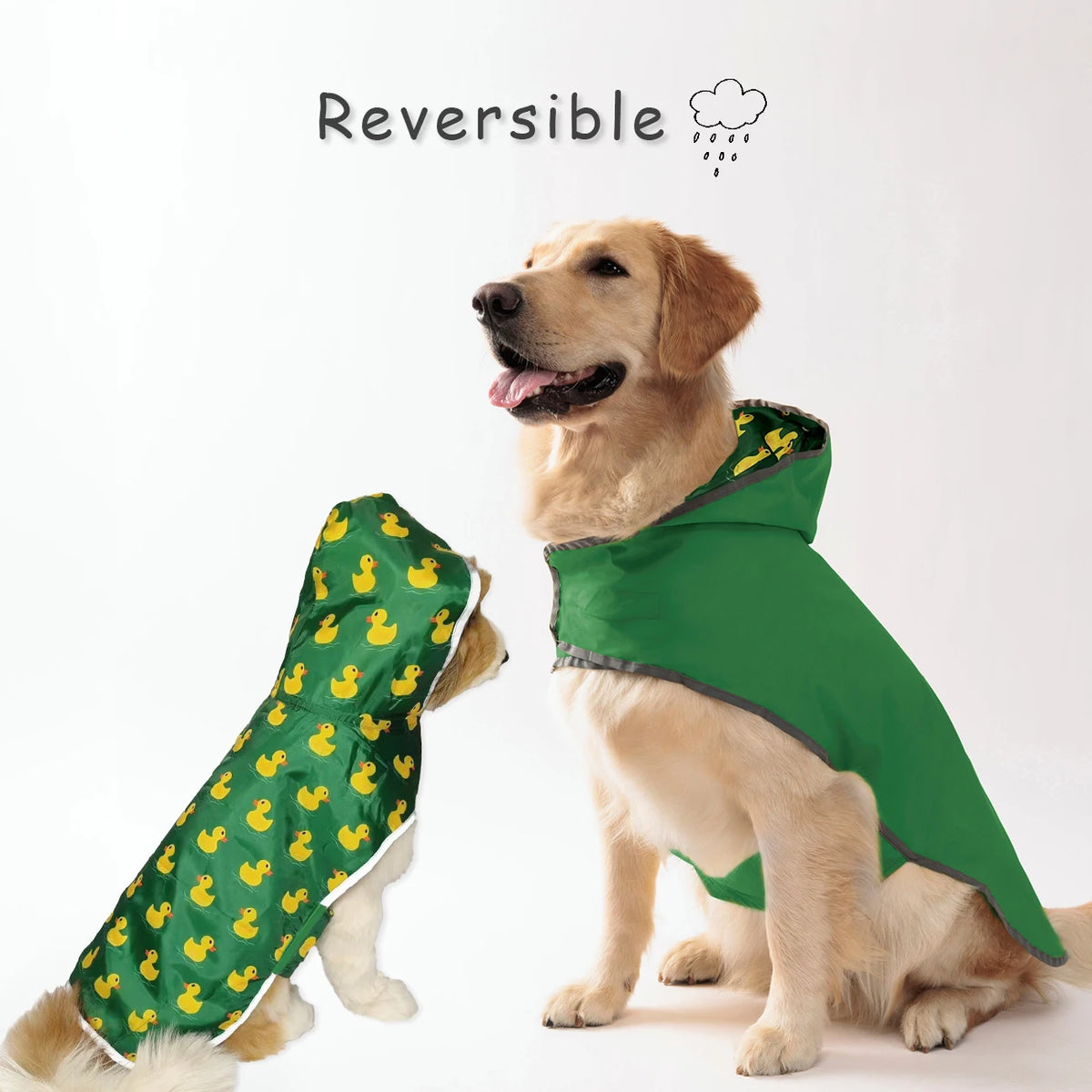 A golden retriever wearing a green reversible dog raincoat with yellow ducks on the fabric.