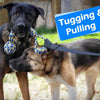 Two dogs interacting with a black bungee tugging and pulling toy for dogs.
