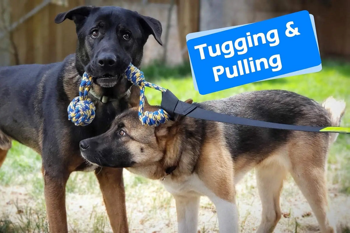 Two dogs interacting with a black bungee tugging and pulling toy for dogs.