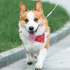An Akita dog with white and orange fur is running outdoors wearing a red bandana collar.