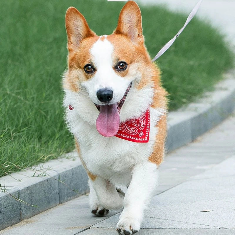 An Akita dog with white and orange fur is running outdoors wearing a red bandana collar.