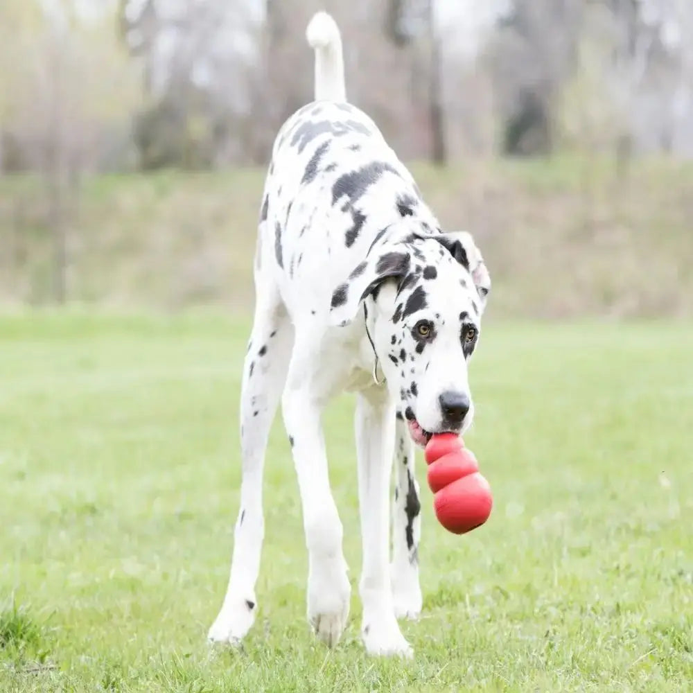 A white and black dog stands on green grass holding a red rubber chew toy in its mouth.