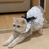 A light gray kitten wearing a white dress with black polka dots and a black bow.