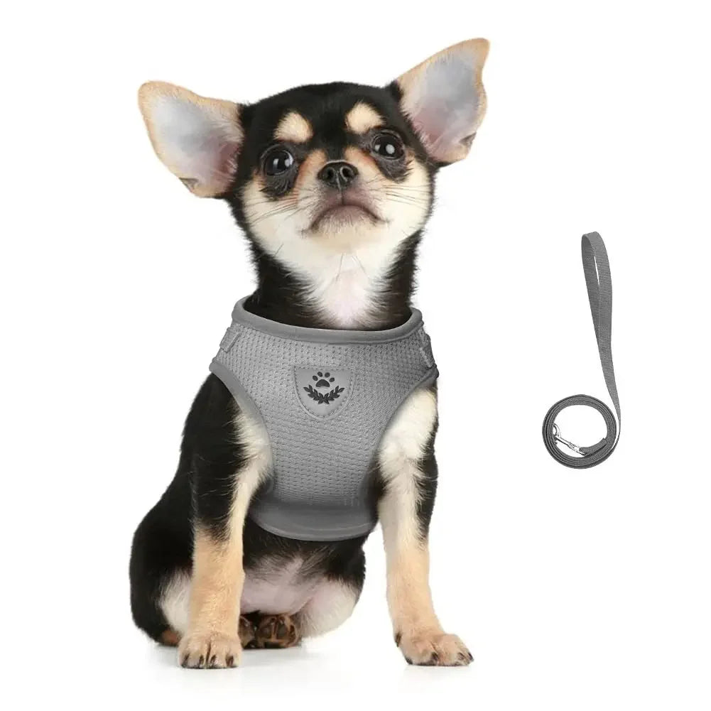 A small black and tan dog wearing a gray mesh harness with an attached leash.