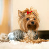 A fluffy, light brown dog with long fur is wearing a red bow on its head.