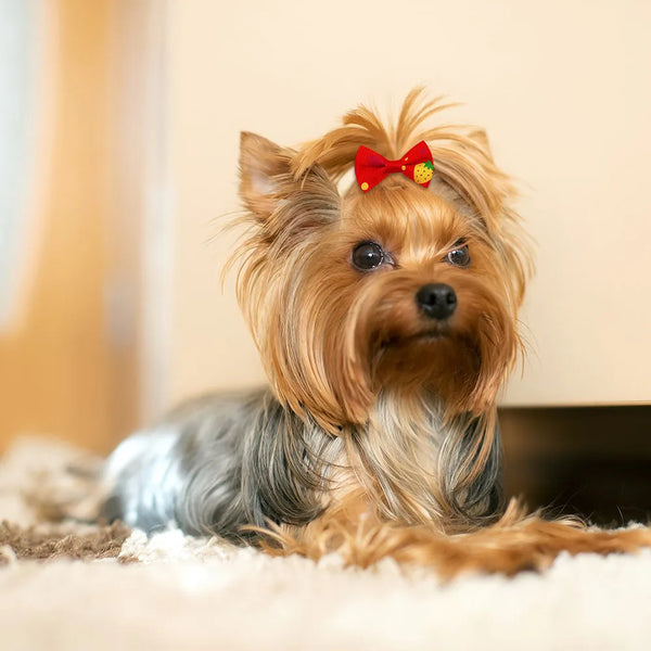 A fluffy, light brown dog with long fur is wearing a red bow on its head.