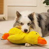 A fluffy white and gray dog lies next to a bright yellow plush duck toy.
