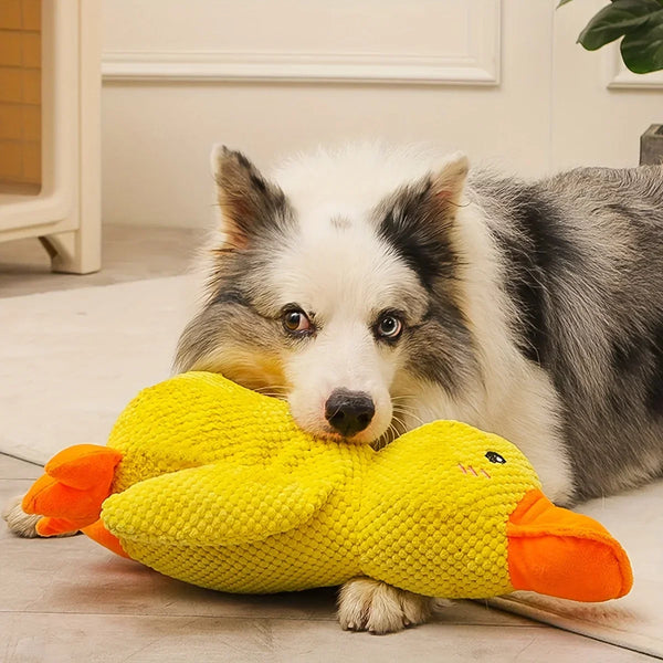 A fluffy white and gray dog lies next to a bright yellow plush duck toy.