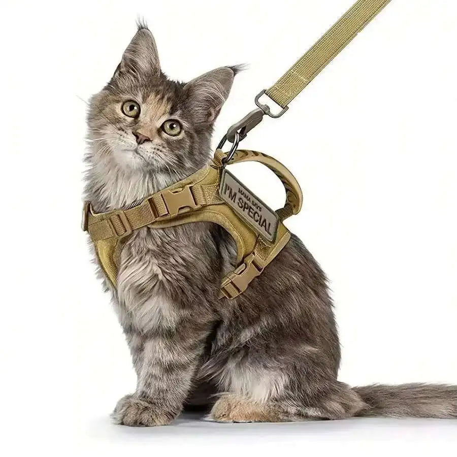 A fluffy gray kitten wearing a beige mesh cat harness with a tan strap.