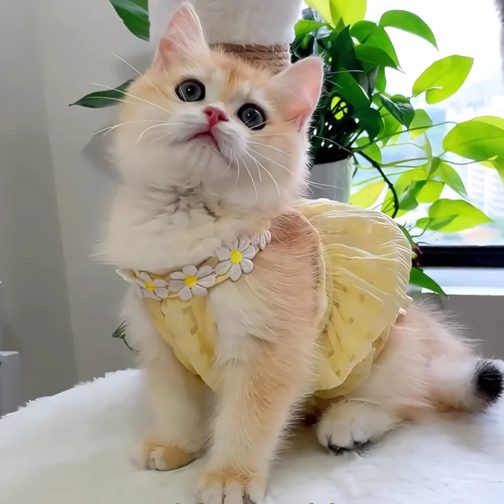 Un chaton orange et blanc duveteux portant une robe à couronne florale jaune.