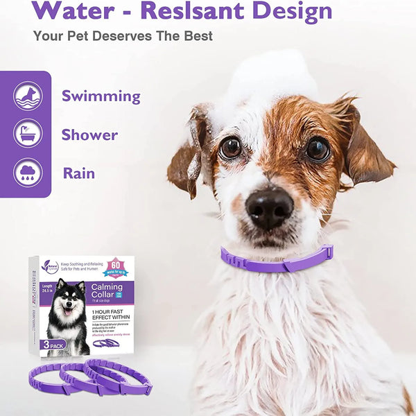 A dog wearing a purple calming collar is shown next to a box of the same product.