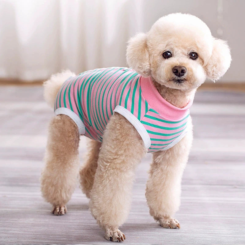 A light cream-colored poodle wearing a striped pink and green cotton recovery suit.