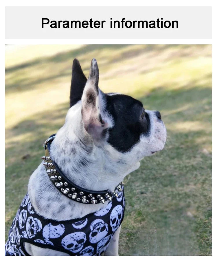 A white and black dog wearing an adjustable leather spiked collar outdoors.
