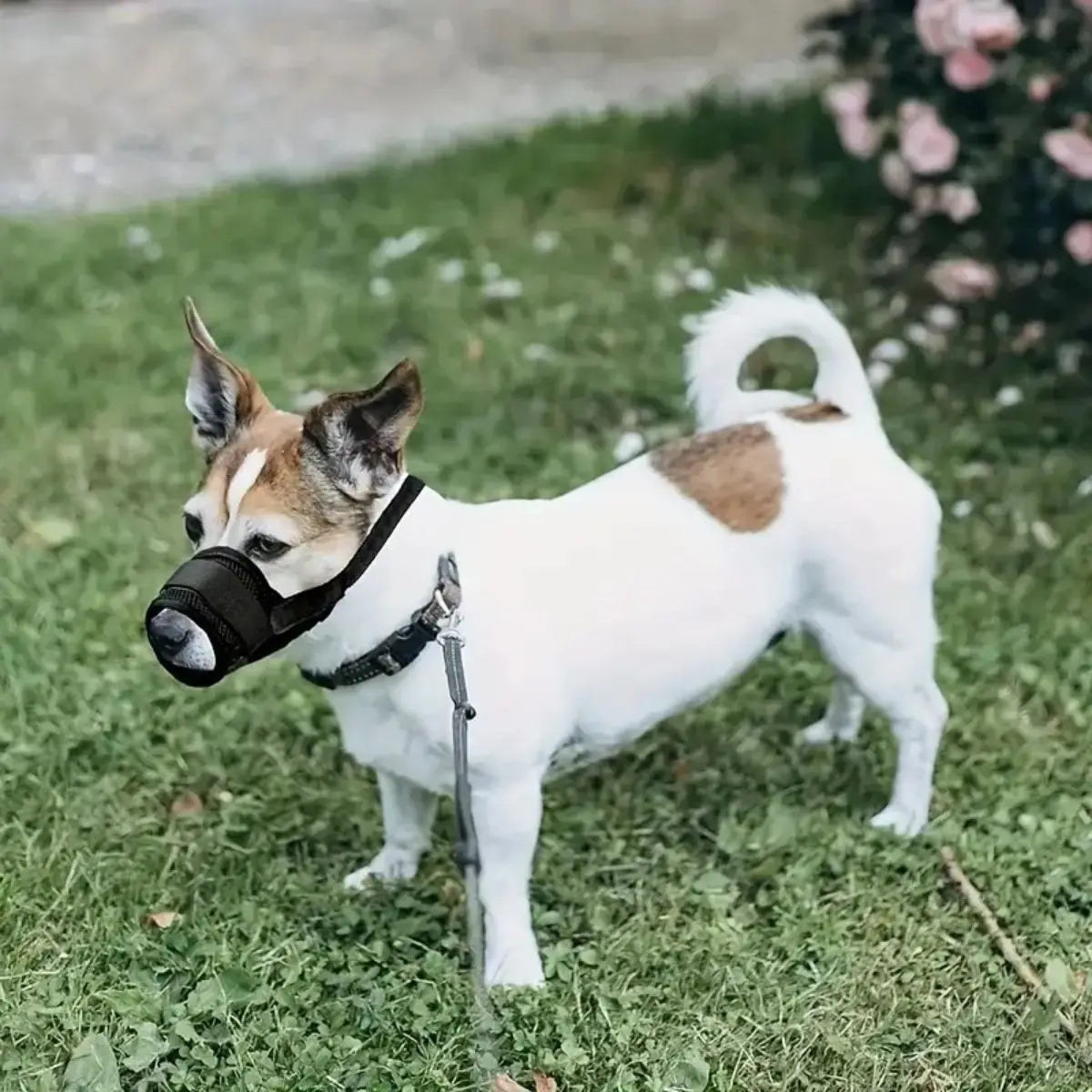 Un perro blanco y marrón con máscara negra, de pie sobre césped verde.