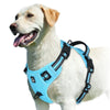 A light-colored dog wearing a bright blue padded harness for walking or training.