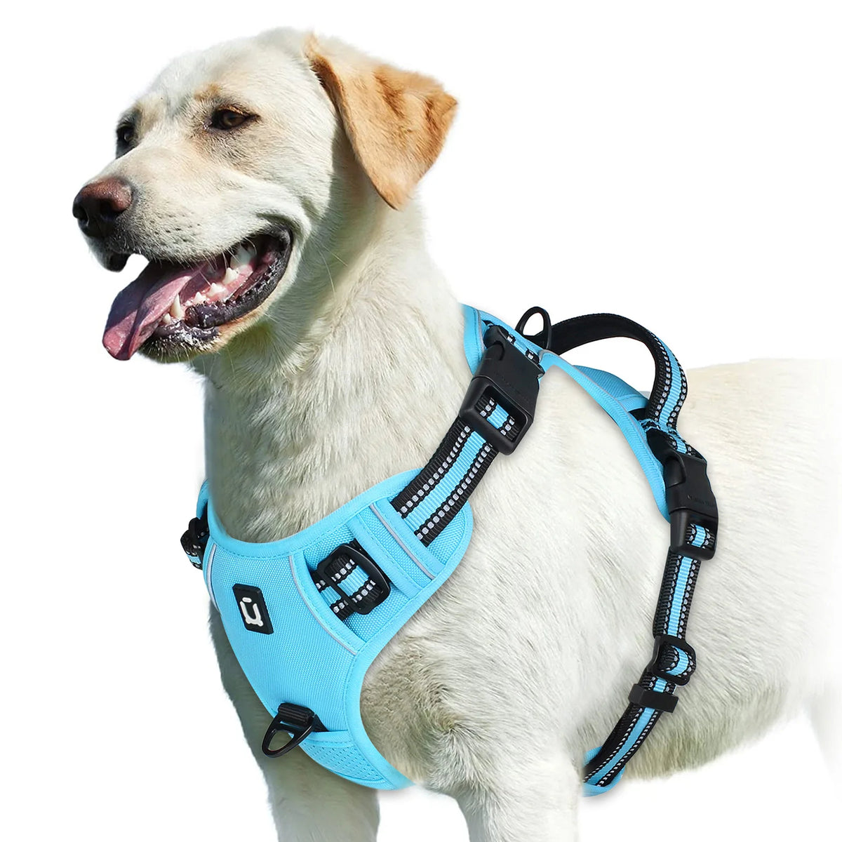 A light-colored dog wearing a bright blue padded harness for walking or training.