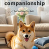 Ein flauschiger Shiba Inu liegt neben einem blauen Spielball mit Schnur in einem hellen Wohnzimmer.