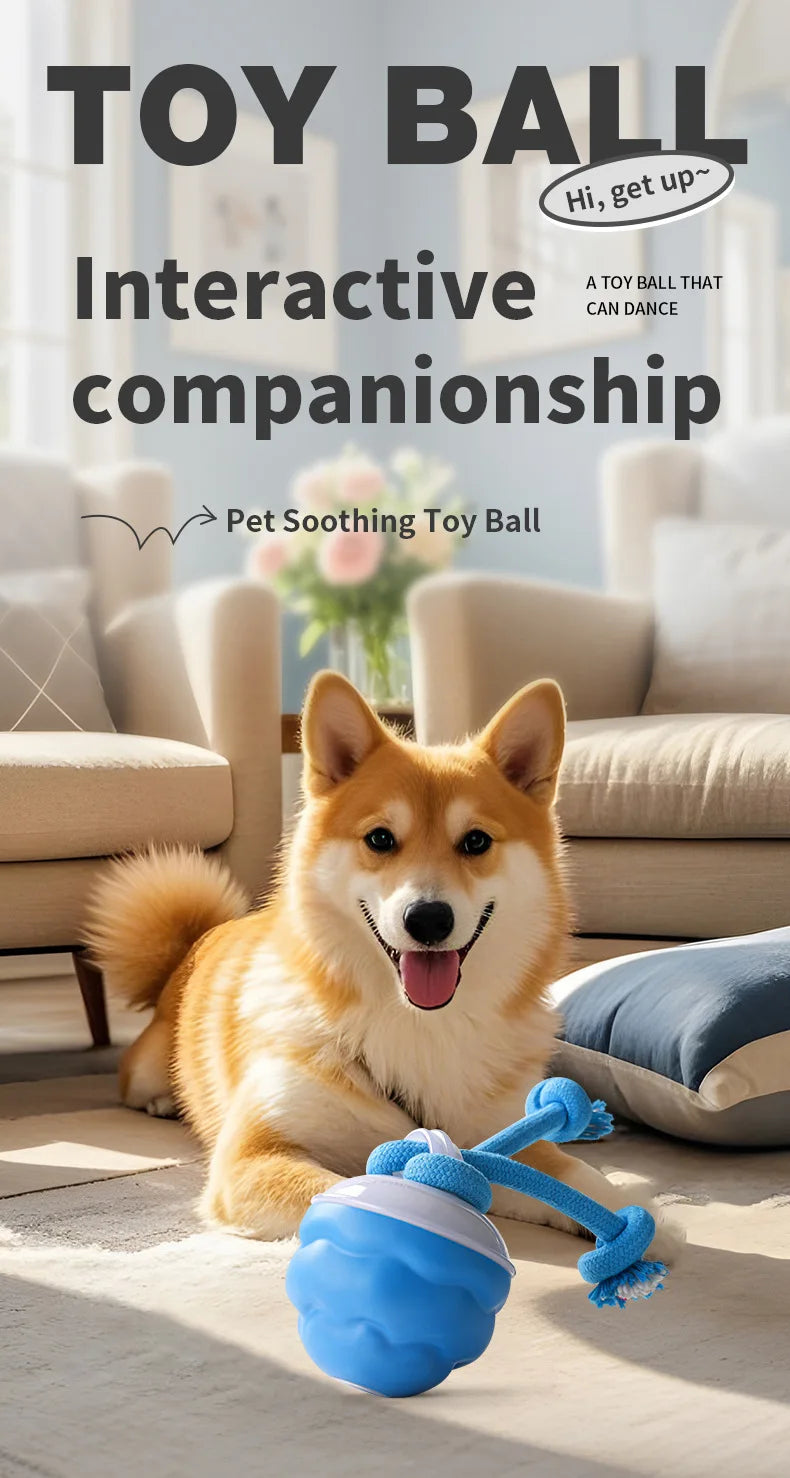 Ein flauschiger Shiba Inu liegt neben einem blauen Spielball mit Schnur in einem hellen Wohnzimmer.