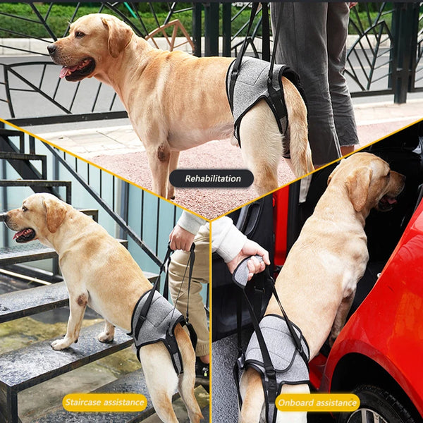 A golden dog is shown using a harness for staircase assistance and onboard assistance.