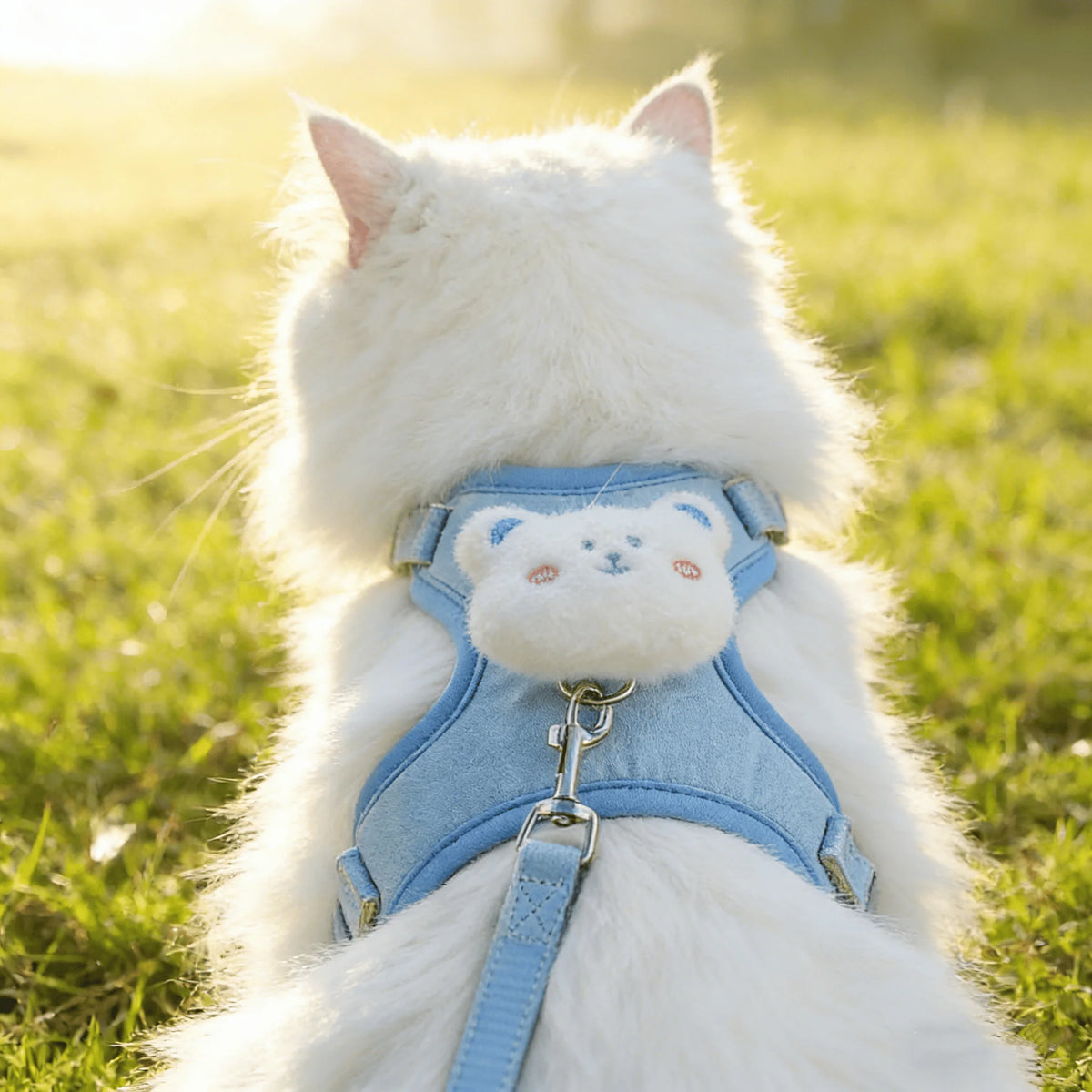A fluffy white cat wearing a light blue animal walking harness and leash set outdoors.