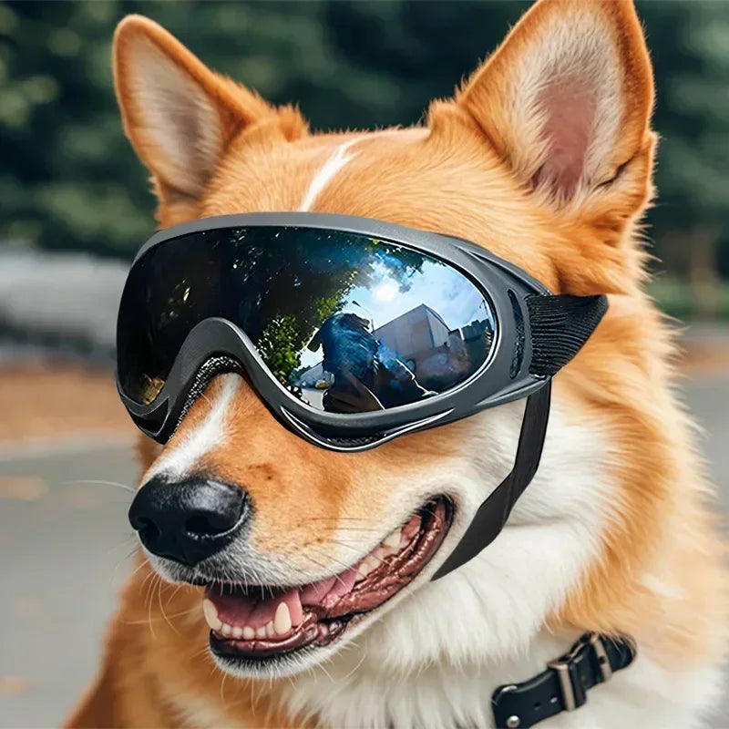 An orange and white dog wearing black anti-glare sunglasses.