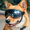 An orange and white dog wearing black anti-glare sunglasses.