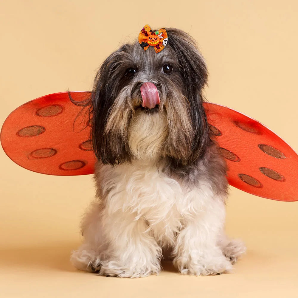 A fluffy dog wearing an orange Halloween pumpkin print hair bow and rubber bands.
