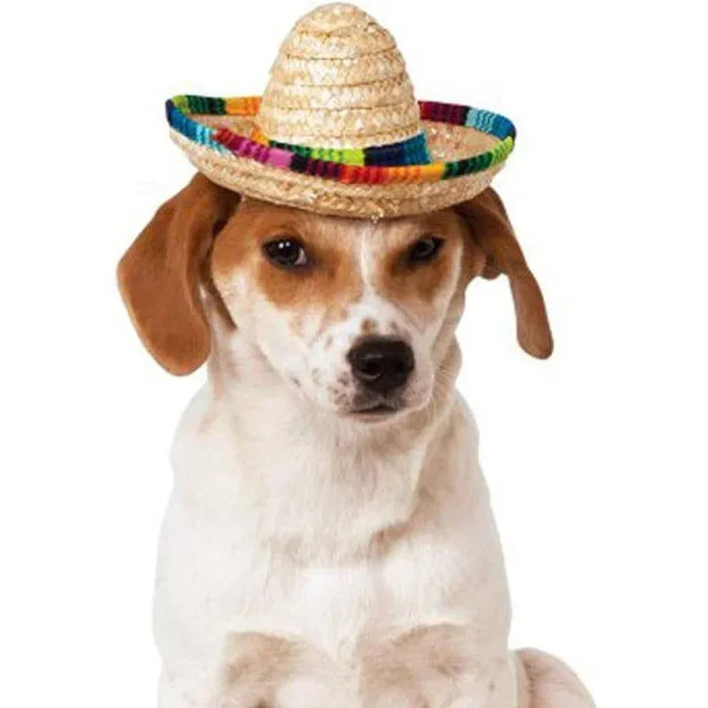 Un perro vistiendo un sombrero de paja con ribetes coloridos.