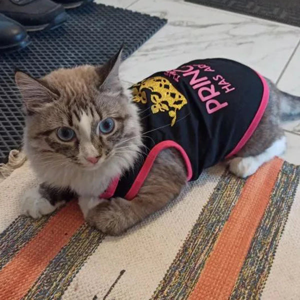 A fluffy gray and white cat wearing a black vest with yellow leopard print text