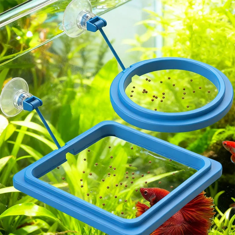 Un anneau d'alimentation bleu suspendu dans l'eau, avec de petits poissons visibles en arrière-plan.