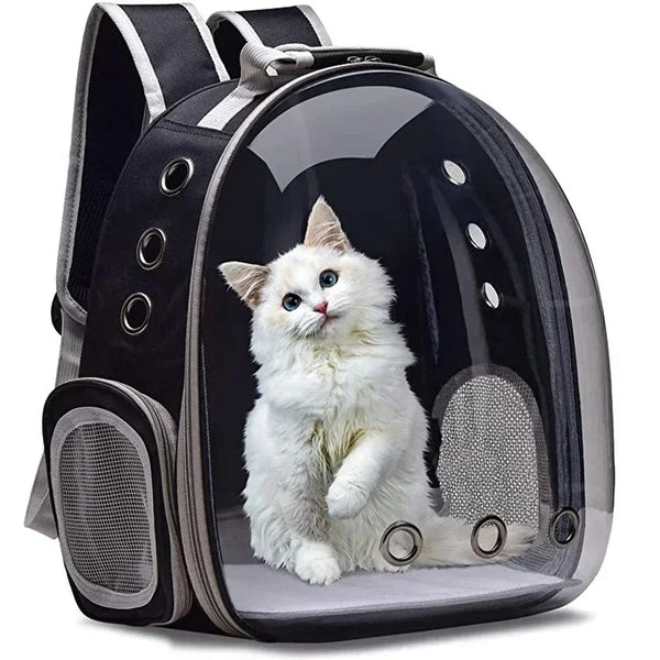 A transparent pet carrier backpack with a fluffy white kitten sitting inside.