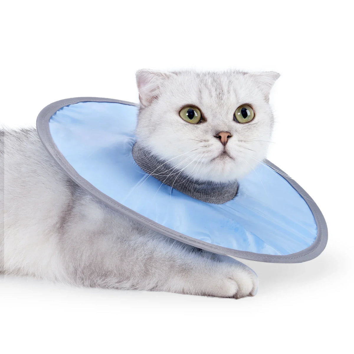 Un chat gris et duveteux portant un collier de convalescence bleu clair vétérinaire.