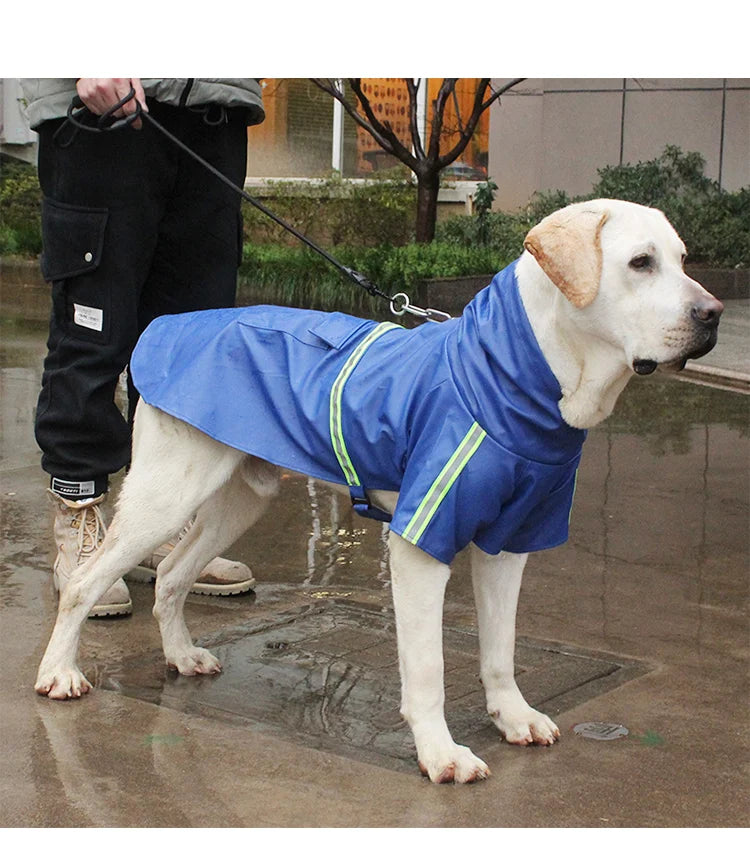 A light-colored dog wearing a blue waterproof raincoat outdoors in the rain.