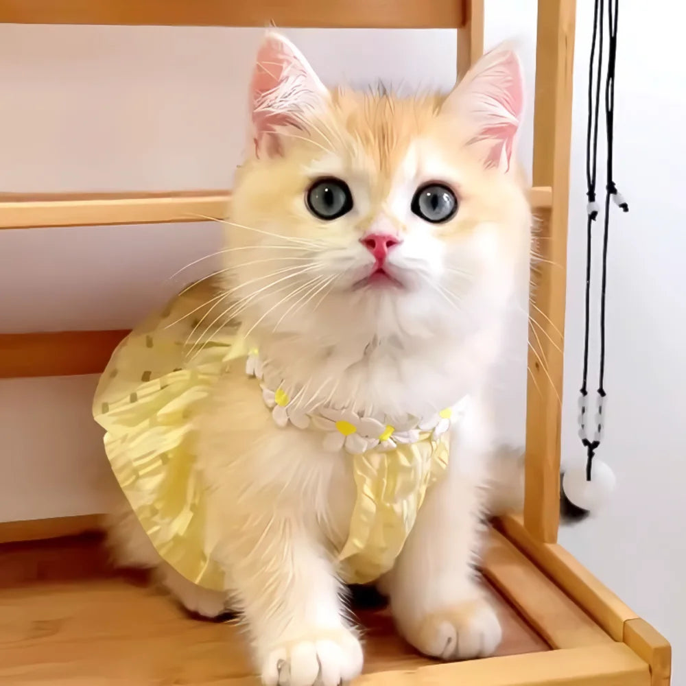 Un chaton orange et blanc duveteux portant une robe avec une couronne florale jaune, assis sur une étagère en bois.