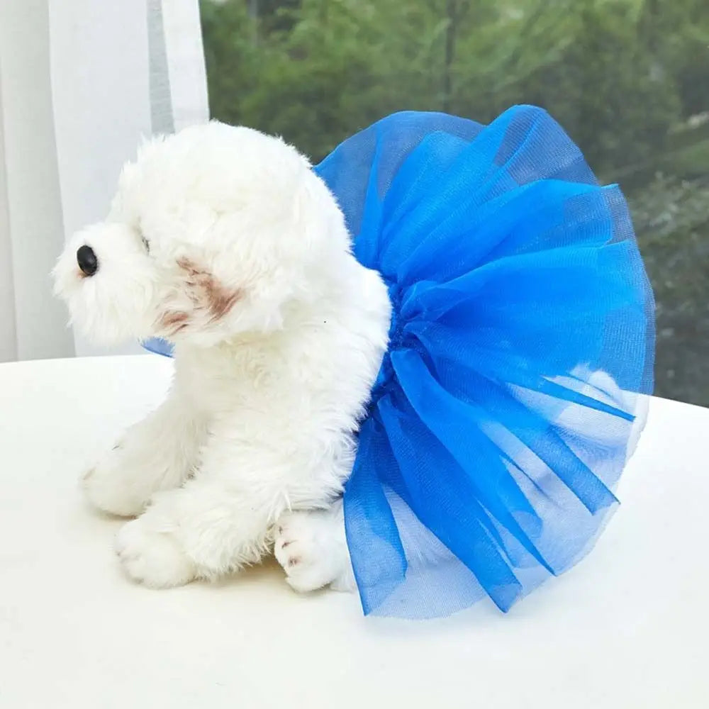 A white poodle wearing a bright blue tulle tutu dress sitting on a white surface.