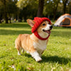 A light brown and white dog wearing a red knit beanie hat in a grassy park setting.