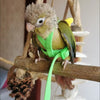 A small green parrot wearing a bright lime green harness is perched on a wooden perch.