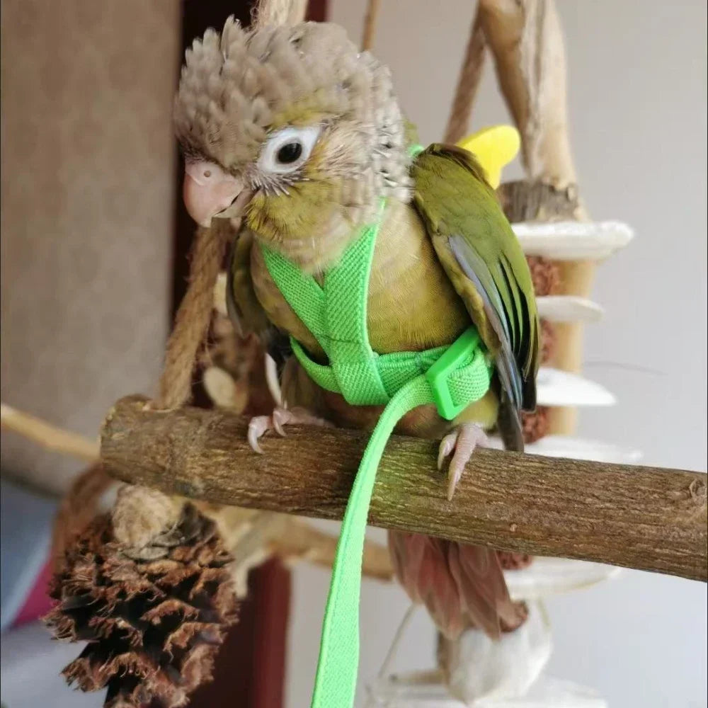 A small green parrot wearing a bright lime green harness is perched on a wooden perch.